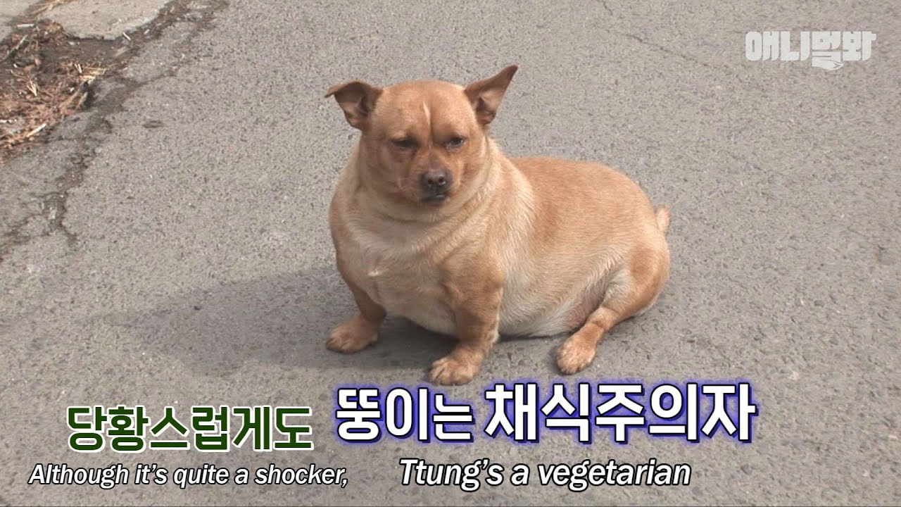 누가봐도 비만견인 강아지 뚱이는 놀랍게도.. 식탐이 없다.ㅣOne Chonky Dog, But Calls Himself A Vegetarian?!