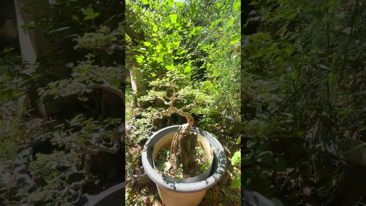 วันหยุดแต่ไม่ได้หยุด เสาร์/อาทิตย์ #บอนไซ #bonsai