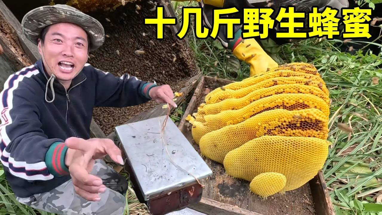 养了好久的蜂箱终于可以取蜜了，没想到竟收获十几斤野生蜂蜜，太刺激了！#农村生活#割蜜