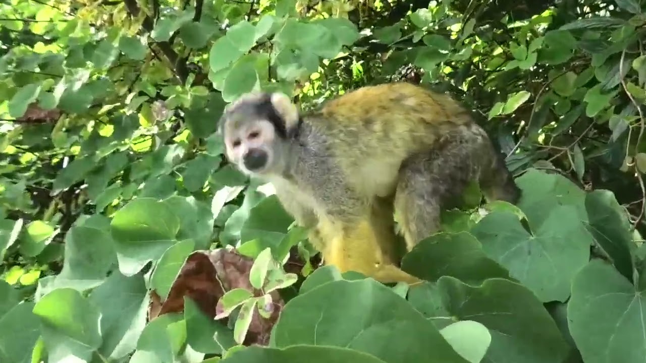 Wildlands Zoo Jungola Area Tour