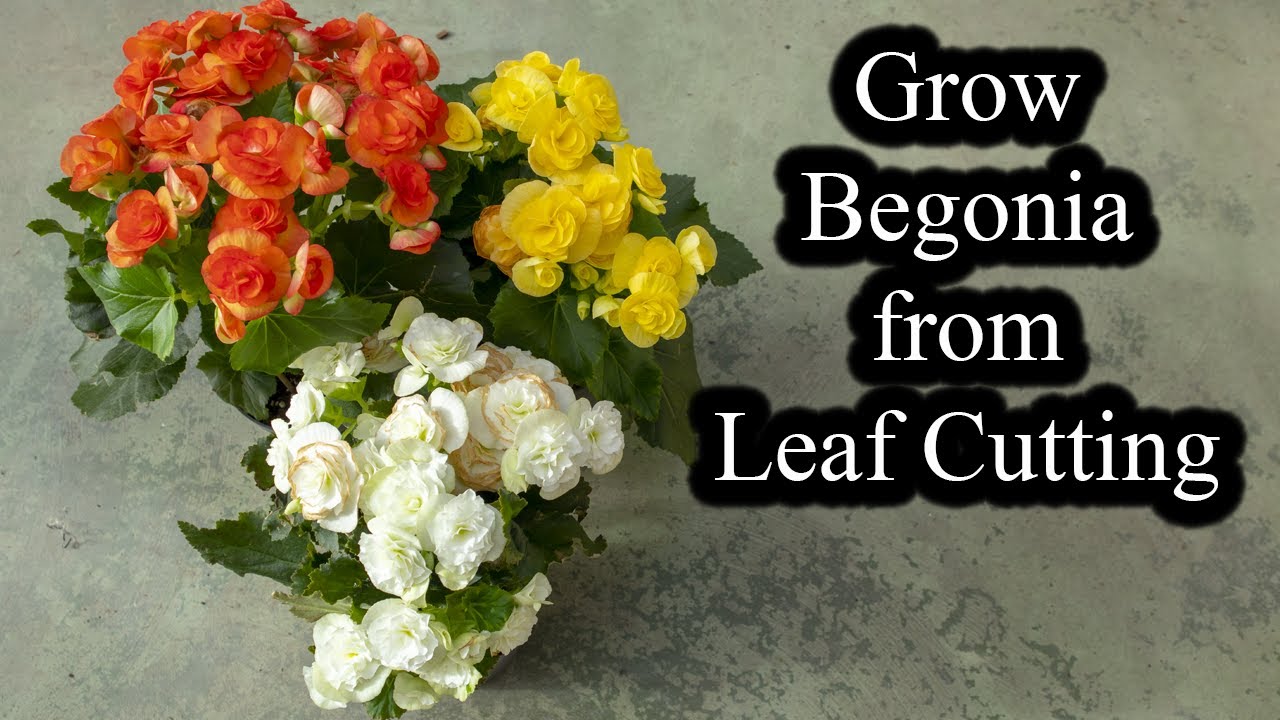 How to Grow Begonias from Leaf Cutting | Full Guide