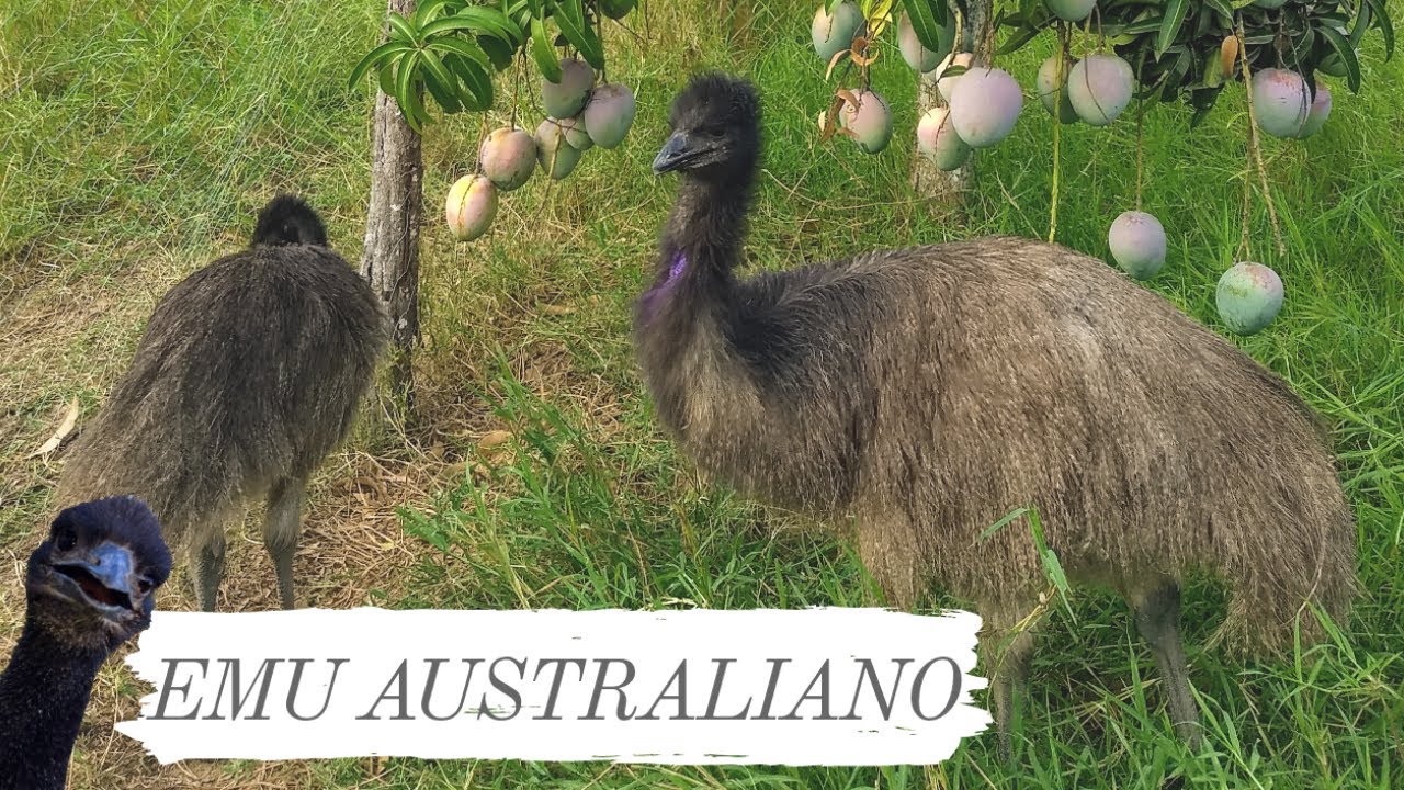 Emu Australiano, parente do Avestruz, do Casuar e da Ema. Uma ave muito dócil.