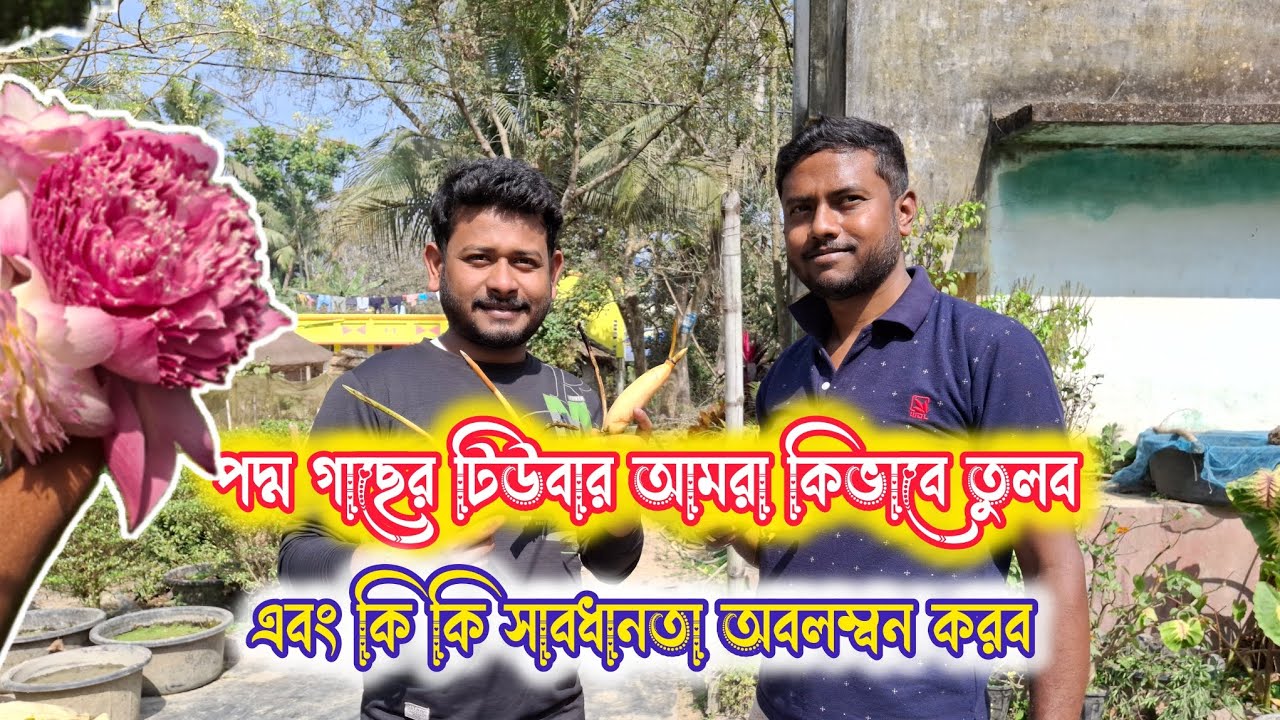 পদ্মের রিপটিং পার্ট - ১।পদ্মের টিউবার আমরা কিভাবে তুলবো ? এবং কি কি সাবধানতা অবলম্বন করবো।
