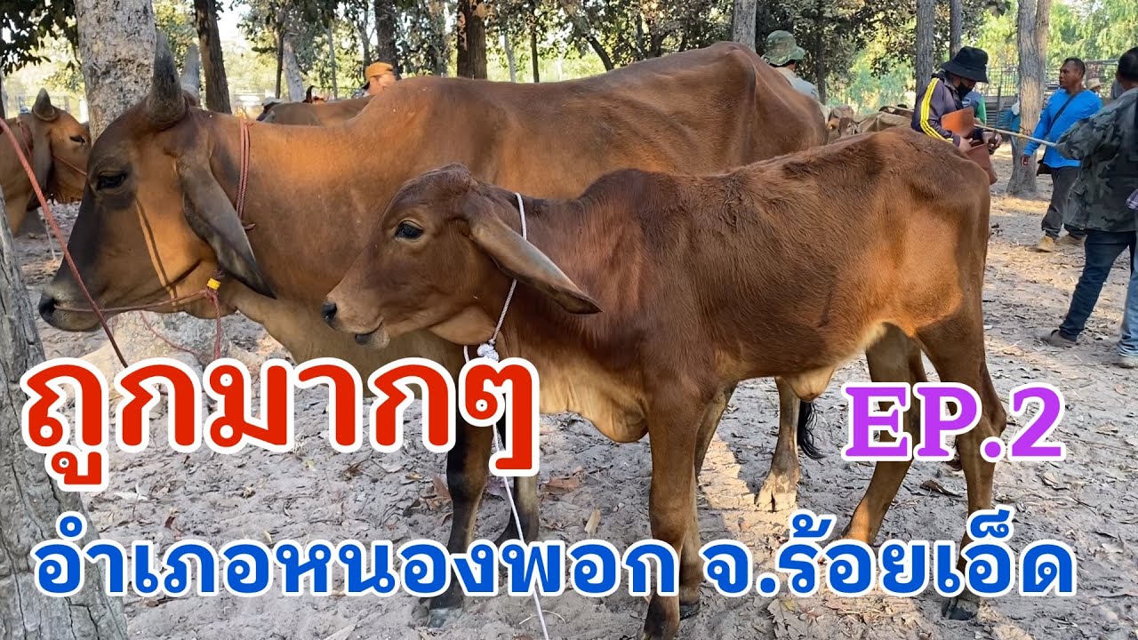 EP.2 #ราคาวัววันนี้ 9 กุมภาพันธ์ 2569 ที่ #ตลาดวัวอำเภอหนองพอก จังหวัดร้อยเอ็ด #cow #animals #farm 
