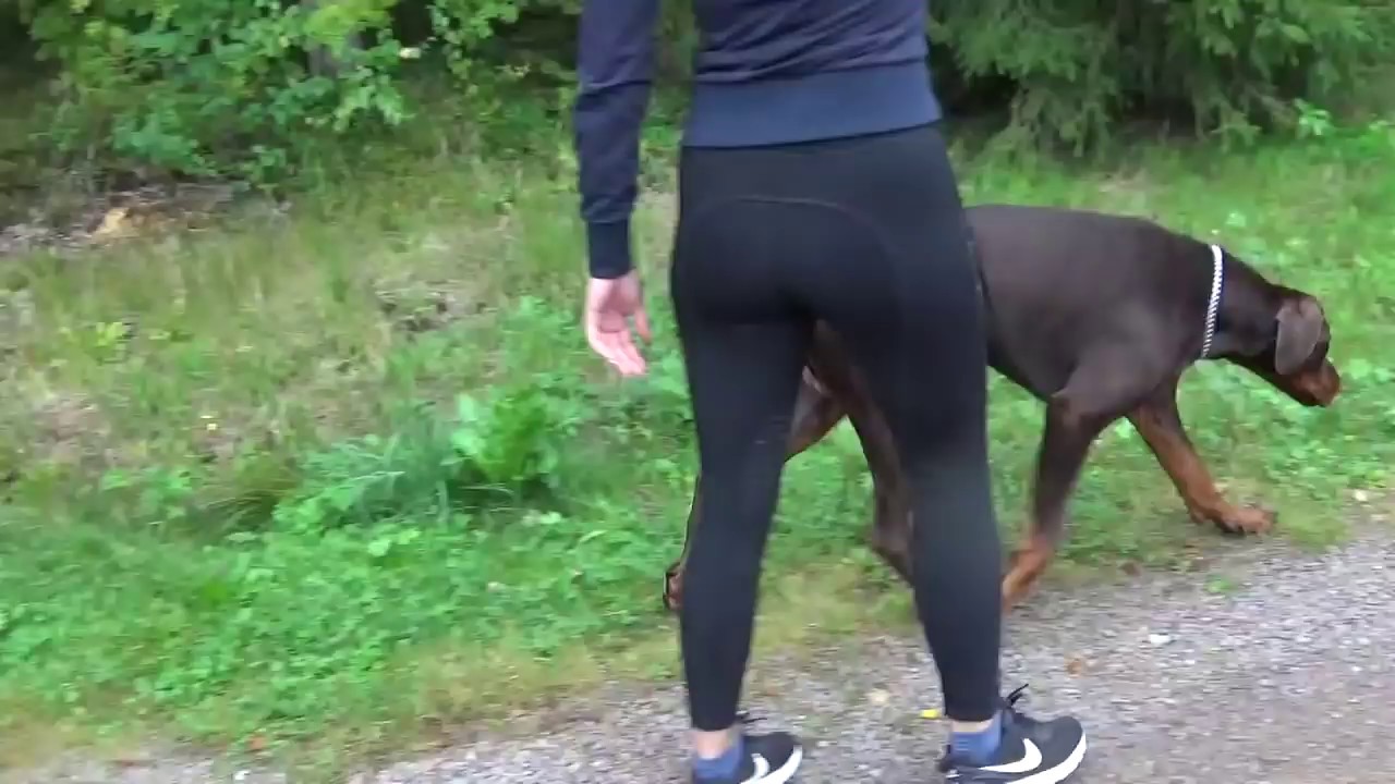 Dobermannin muutos koulutuksella, vetämättä hihnassa ja säntäily pois, Koirakoulu Homeetta
