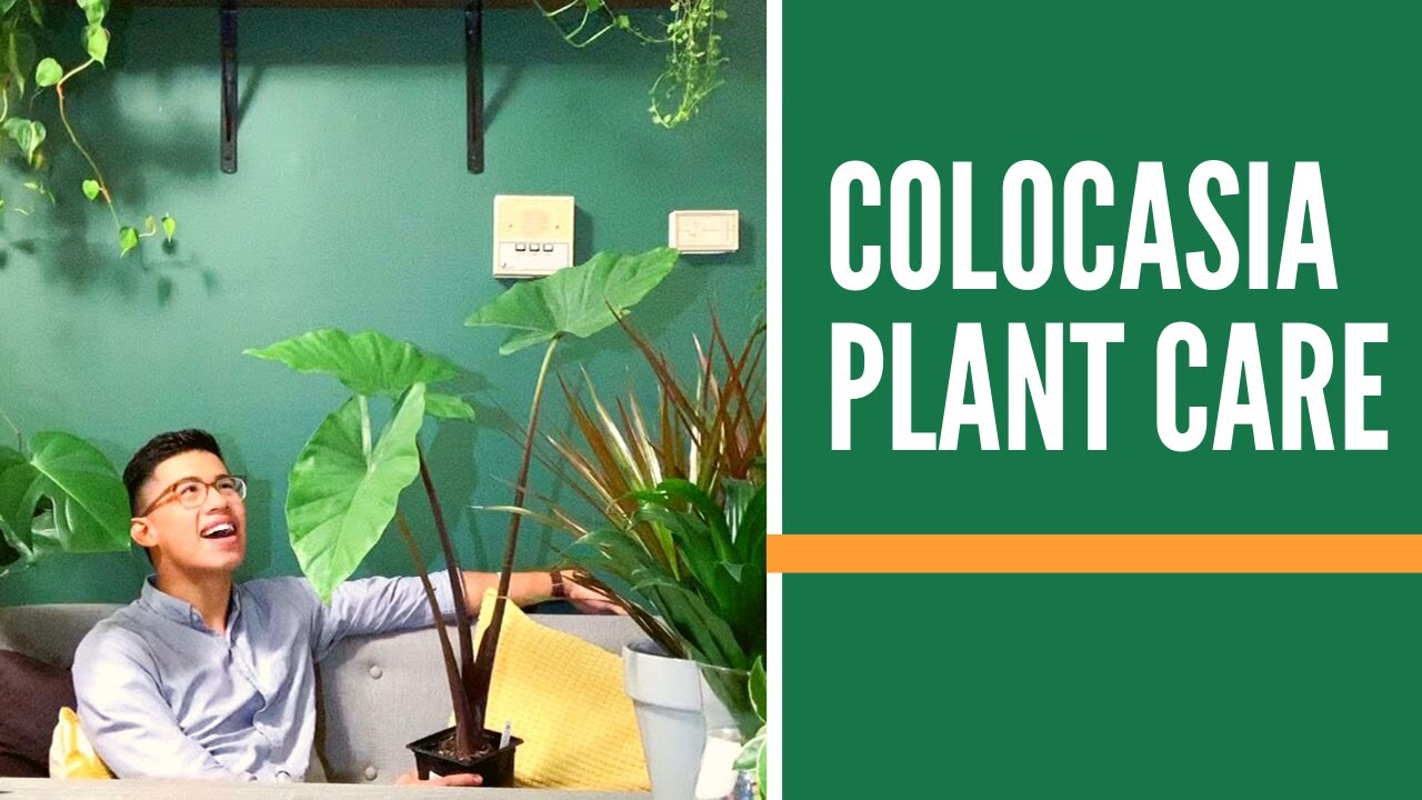 Caring for Colocasia Plant  in 3 Steps (Elephant Ear Plant) | Easy & Simple Houseplant Care