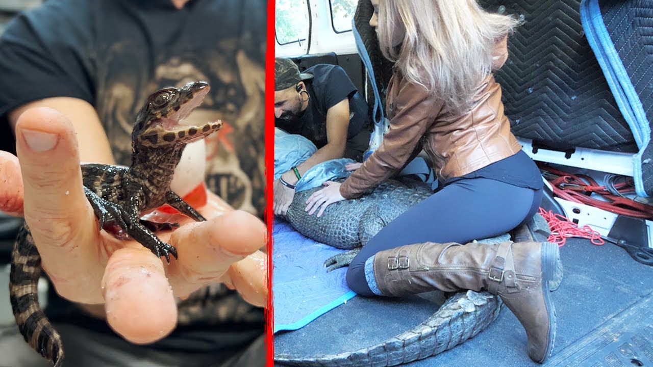 SHE DID IT.. EXPLODING DWARF BABY CAIMAN! -  White King Cobra still hates us