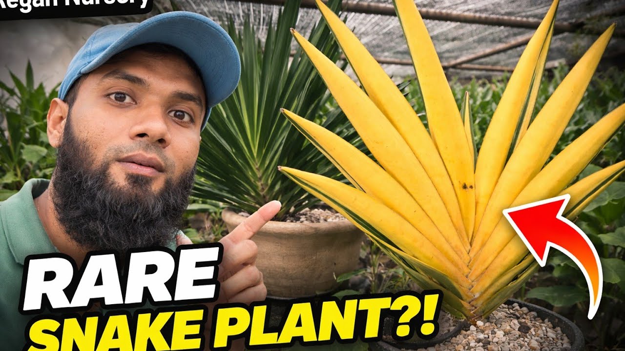 Snake Plant Heaven 😍 | Nursery Plant Shopping at Reyan Nursery