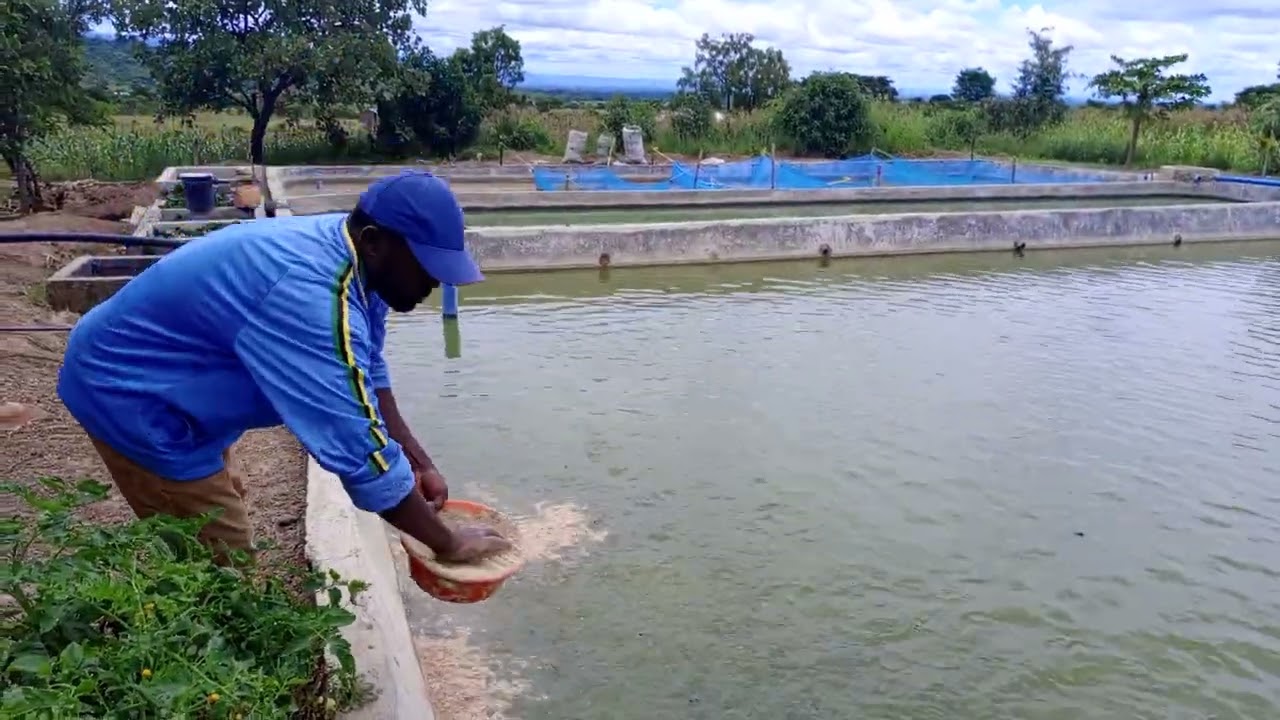 Huduma ya Ufugaji wa Samaki Piga 0743940380