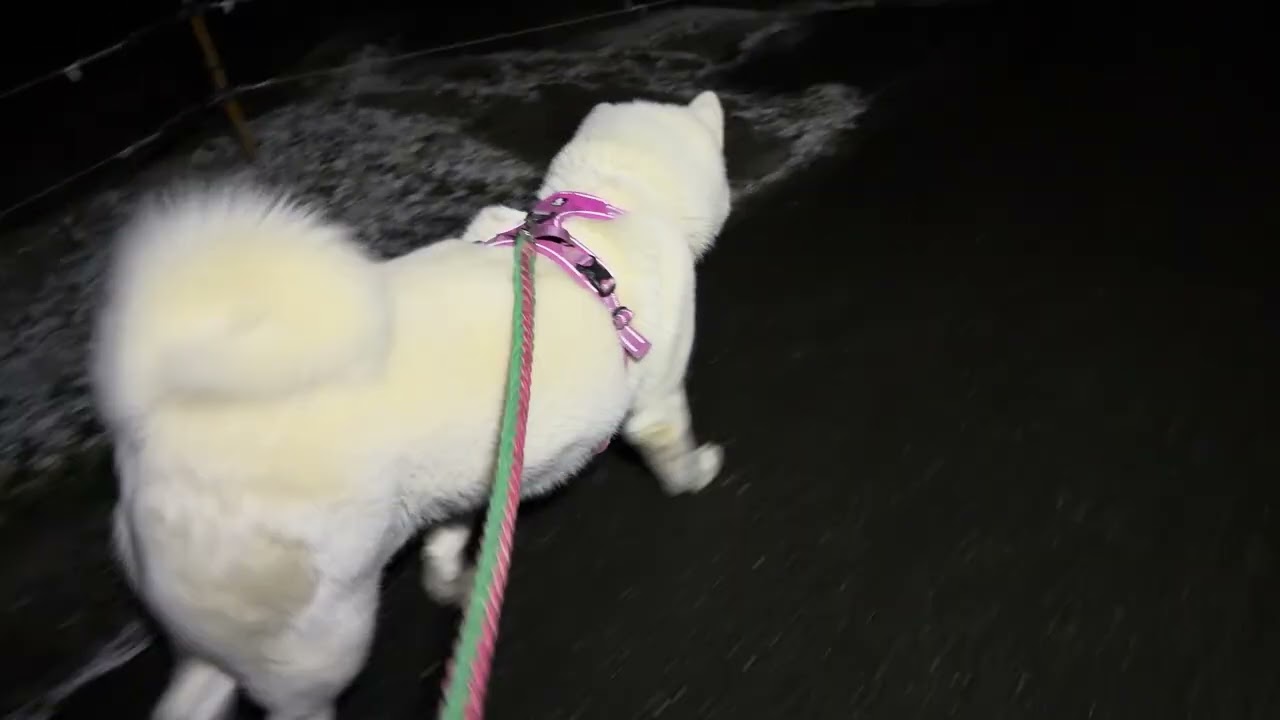 【今日のシロちゃん】我が家の秋田犬シロ(悠真)Akita 🐕２０２６年１月２６日朝散歩