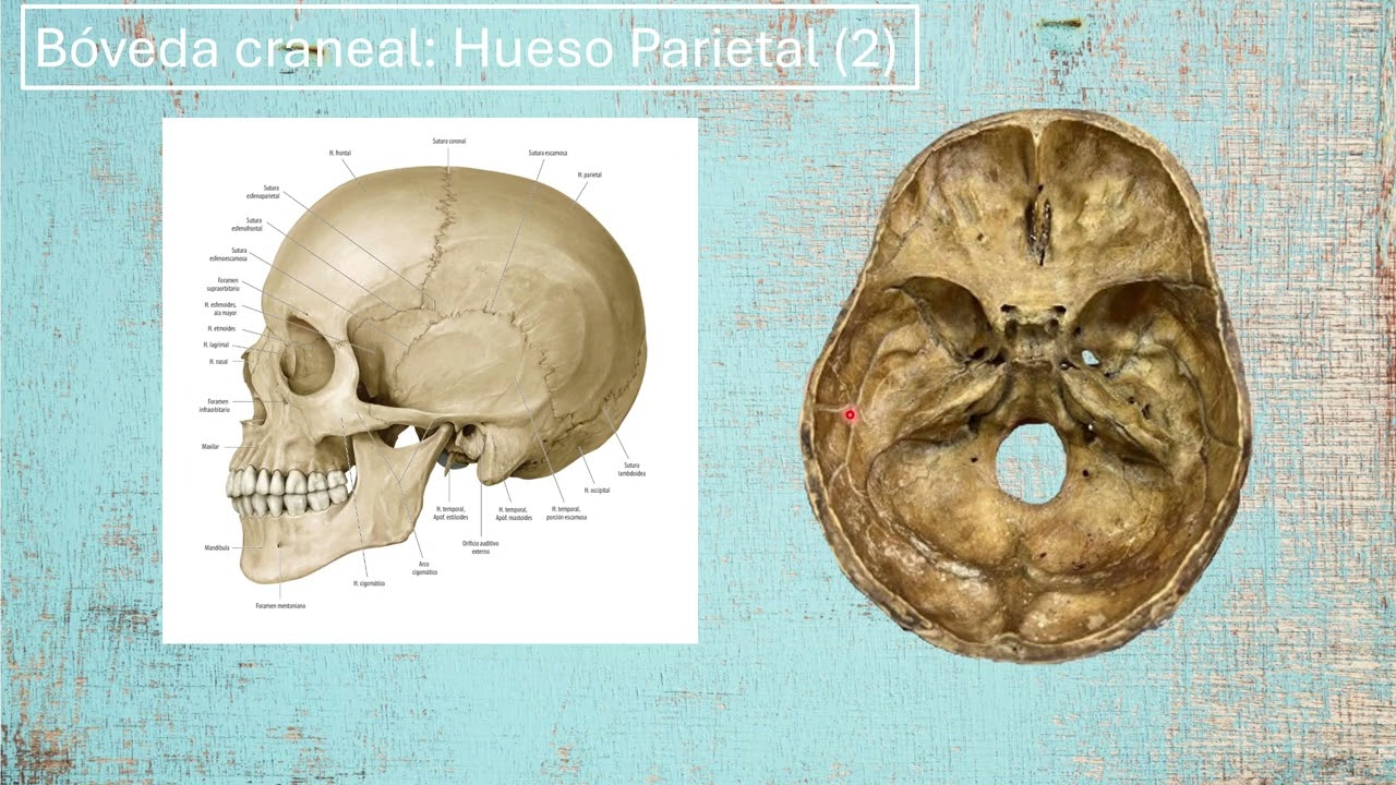 Anatomía Humana 2  Vídeo 8  Práctica 1  Bóveda craneal 2