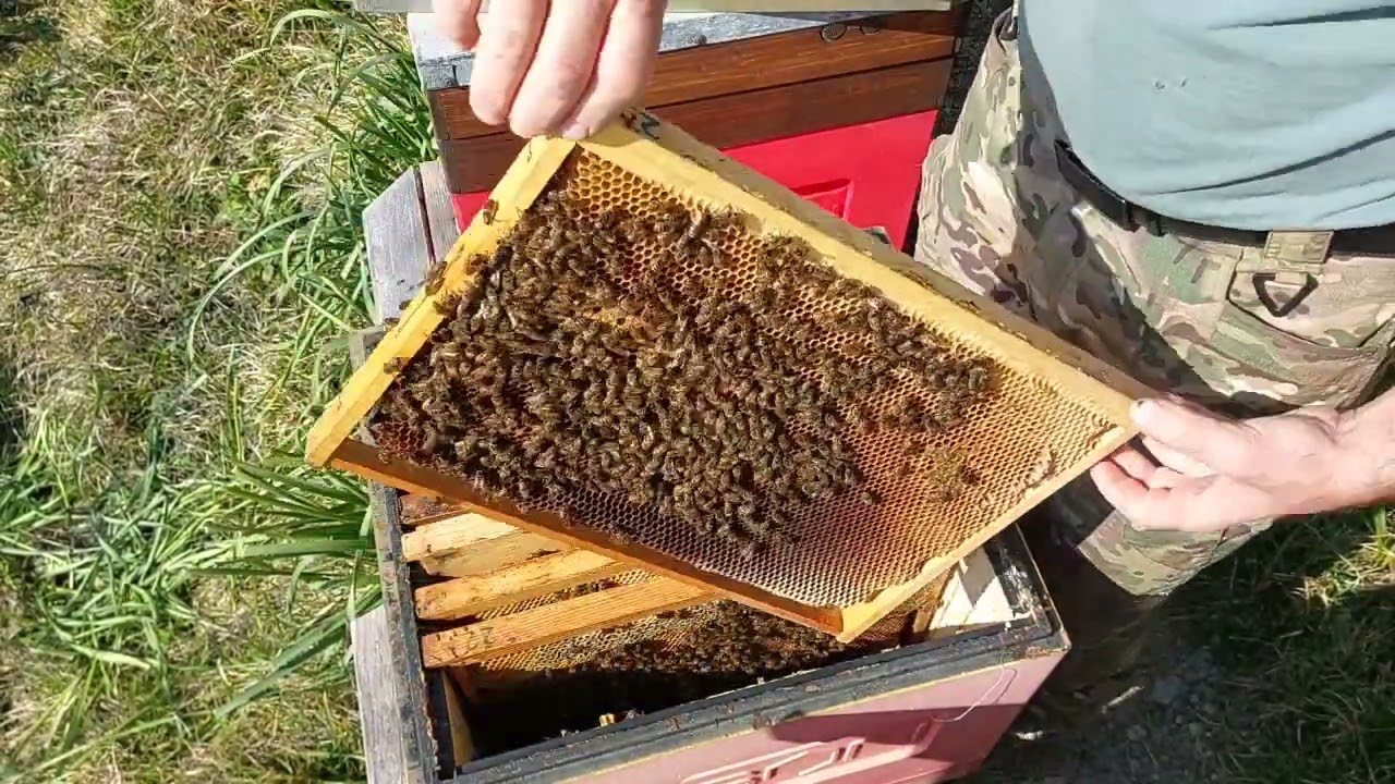 Развитие пчелы за 30 дней  паразиты в улье!