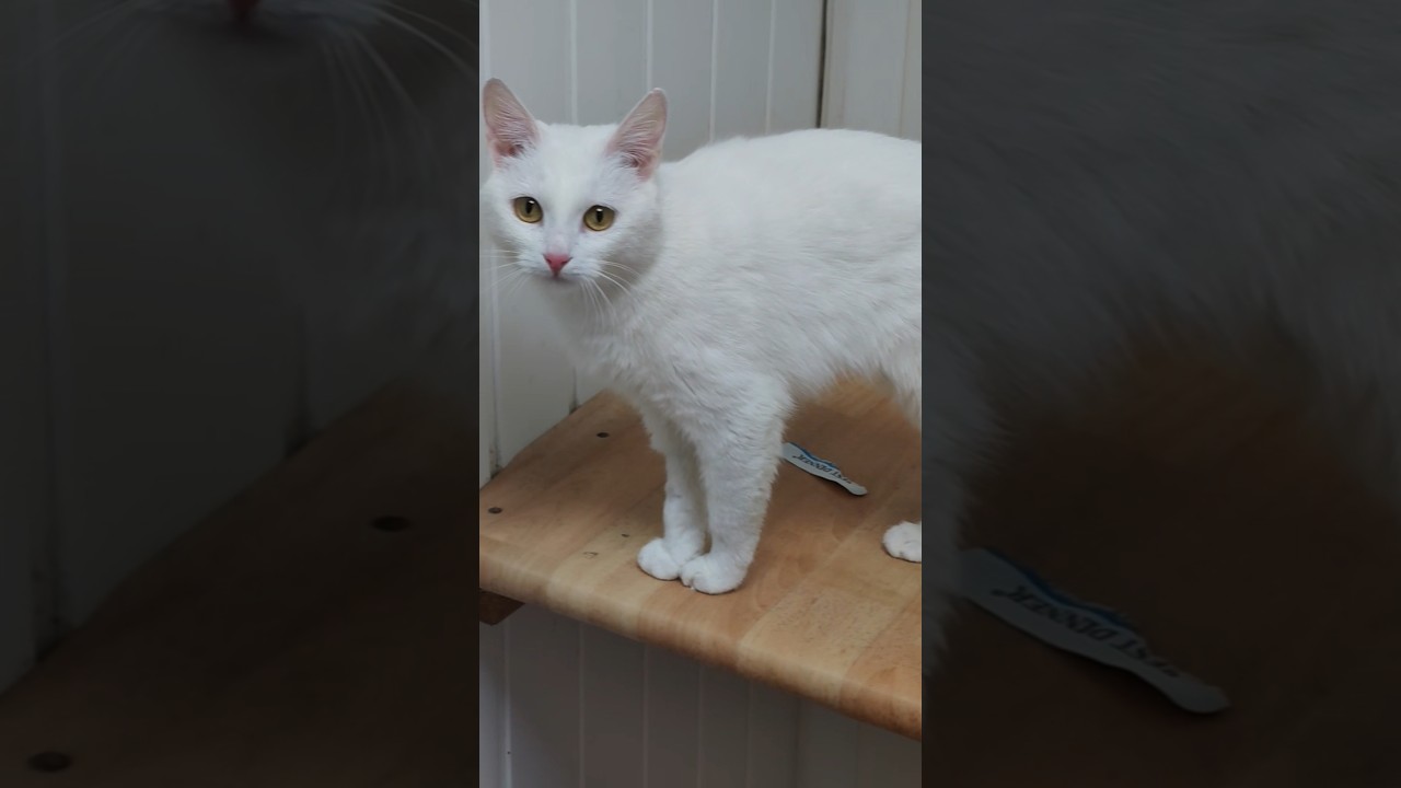 новые кошеньки😻 и немного апокалиптических прогнозов о изменение климата🙀⚡❄️утро в приюте для кошек😻