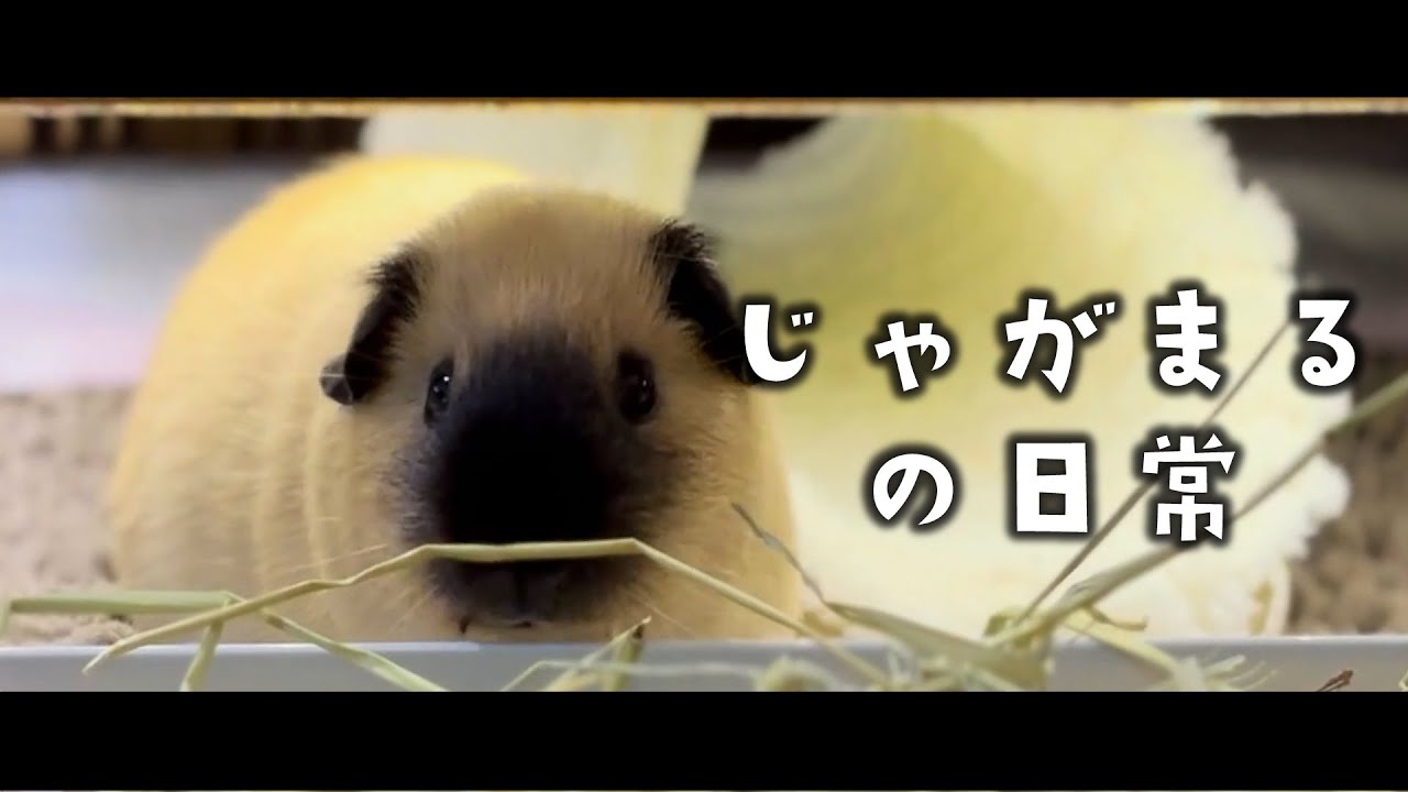 じゃがまるの日常#3 【ASMR/作業用BGM】