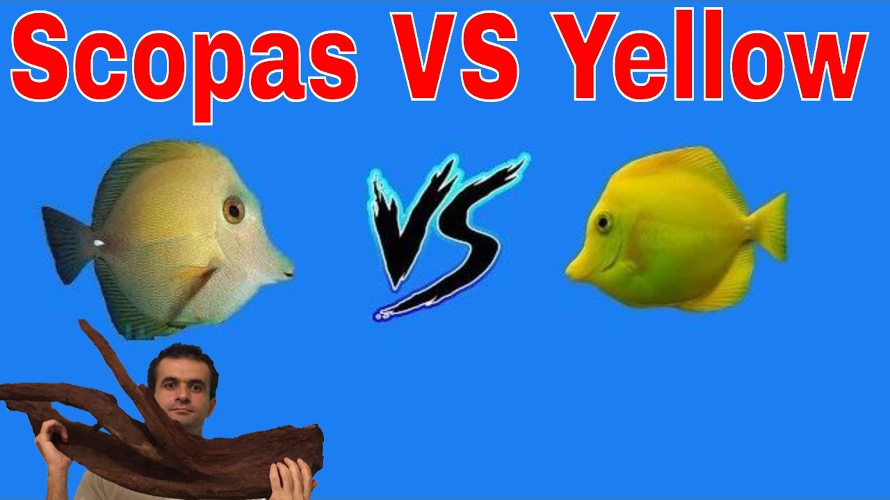 Scopas Tang VS Yellow Tang
