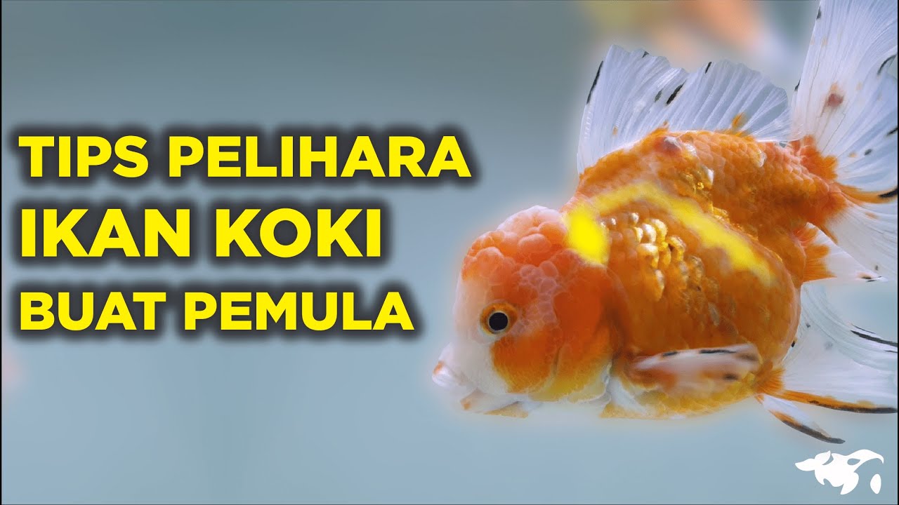 CARA MERAWAT IKAN MAS KOKI KHUSUS PEMULA ,  BANYAK RAHASIA YANG DIBONGKAR UNTUK PELIHARA