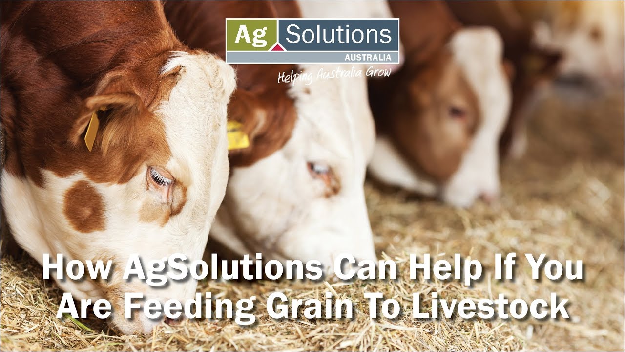 How AgSolutions Can Help If You Are Grain Feeding Livestock