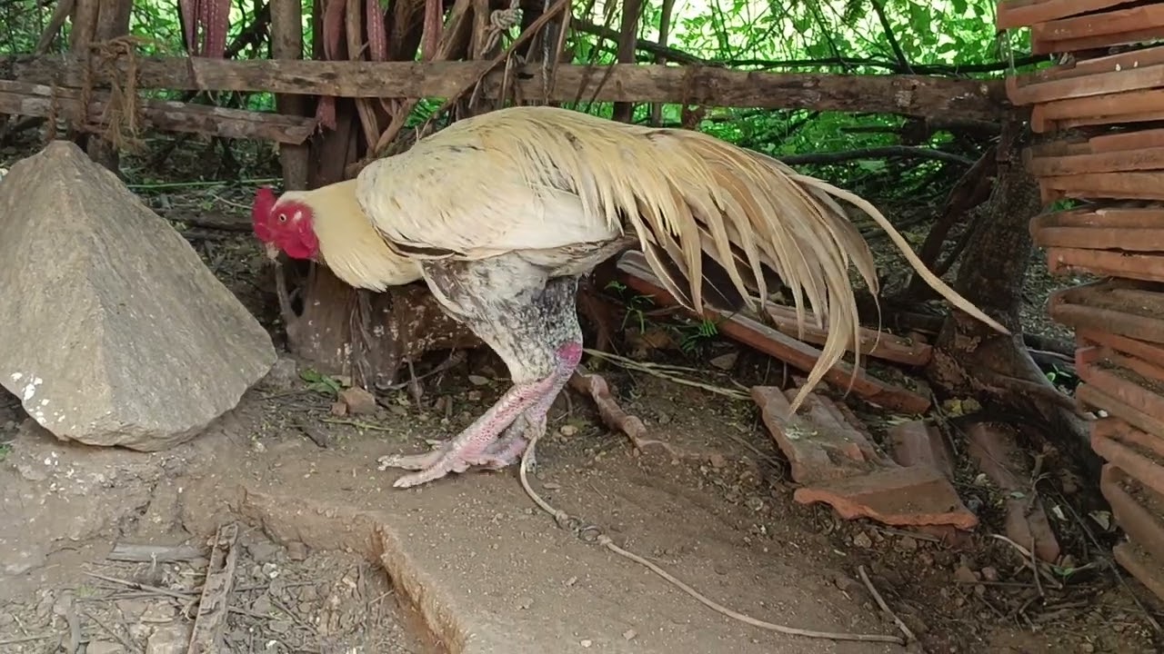 Kattutharai Seval vlog | Kunnathur Jackey Vishwa Kattutharai | kattuseval vlog | kattuseval farm |