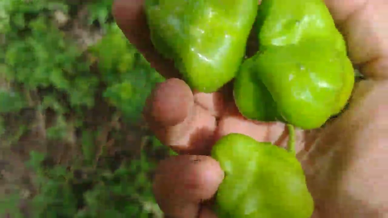 Fazendo uma colheita abençoada 