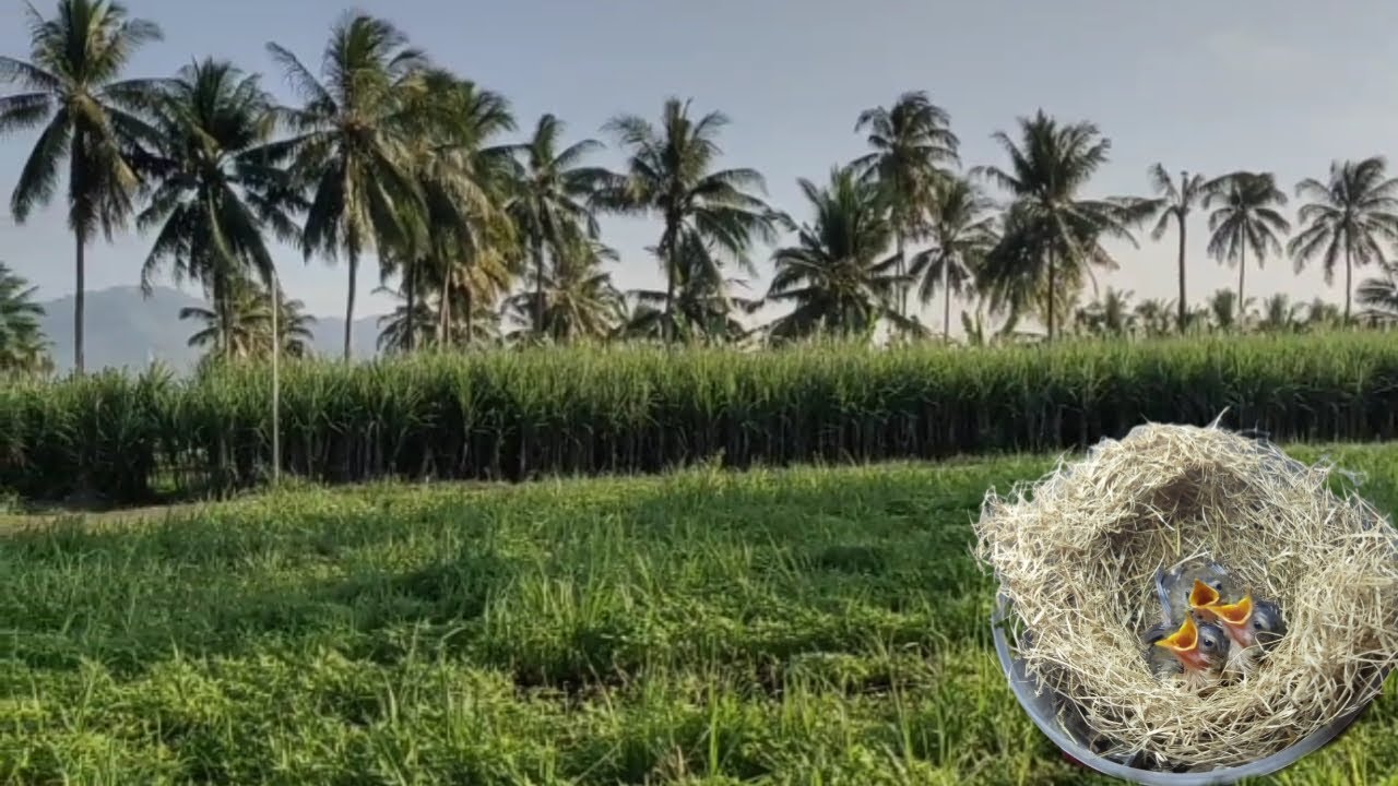 DI LOKASI INI CIBLEK SAWAH MASIH MELIMPAH PANEN ANAKAN CIWAH POIN TIGA EKOR