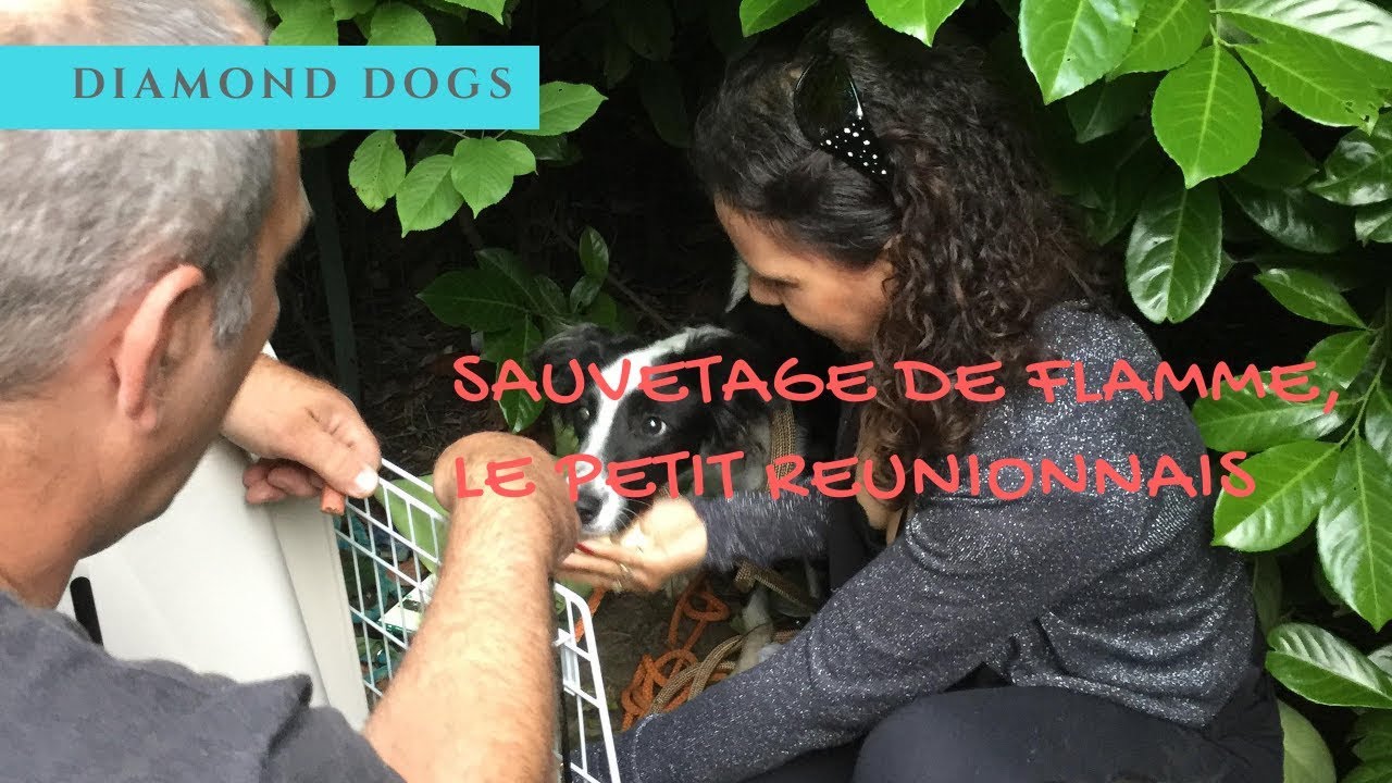 L'EMOUVANT SAUVETAGE DE FLAMME
