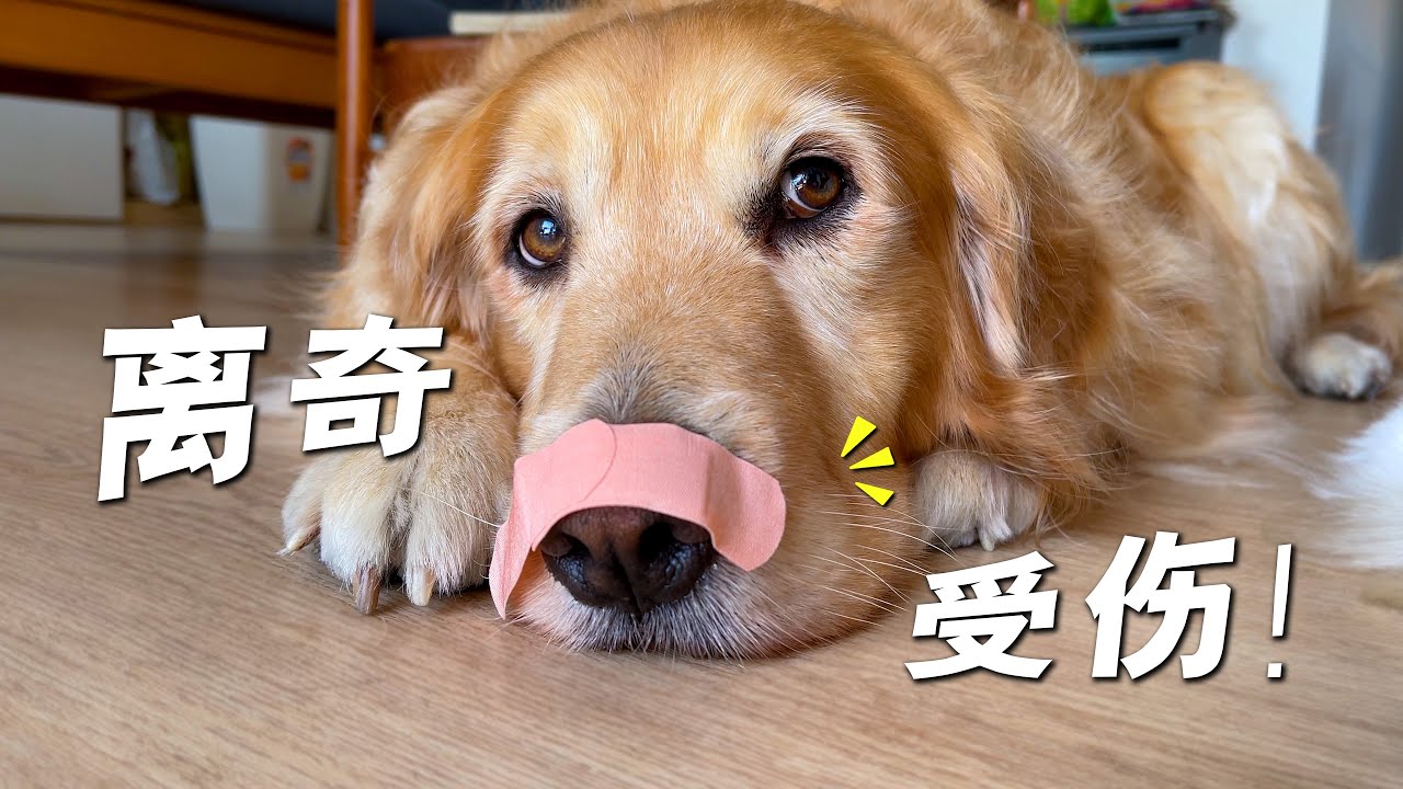 7岁金毛鼻子离奇受伤，以防万一还是去医院看看...