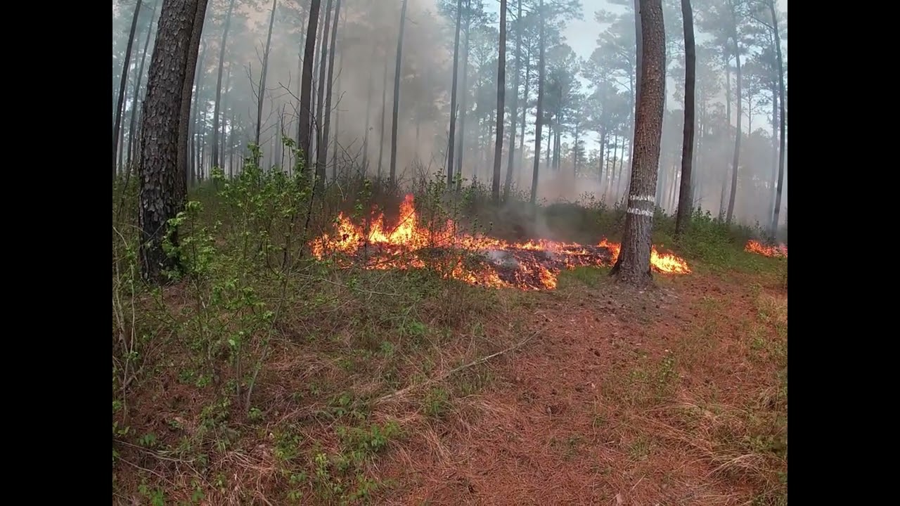 Burning for Endangered Species
