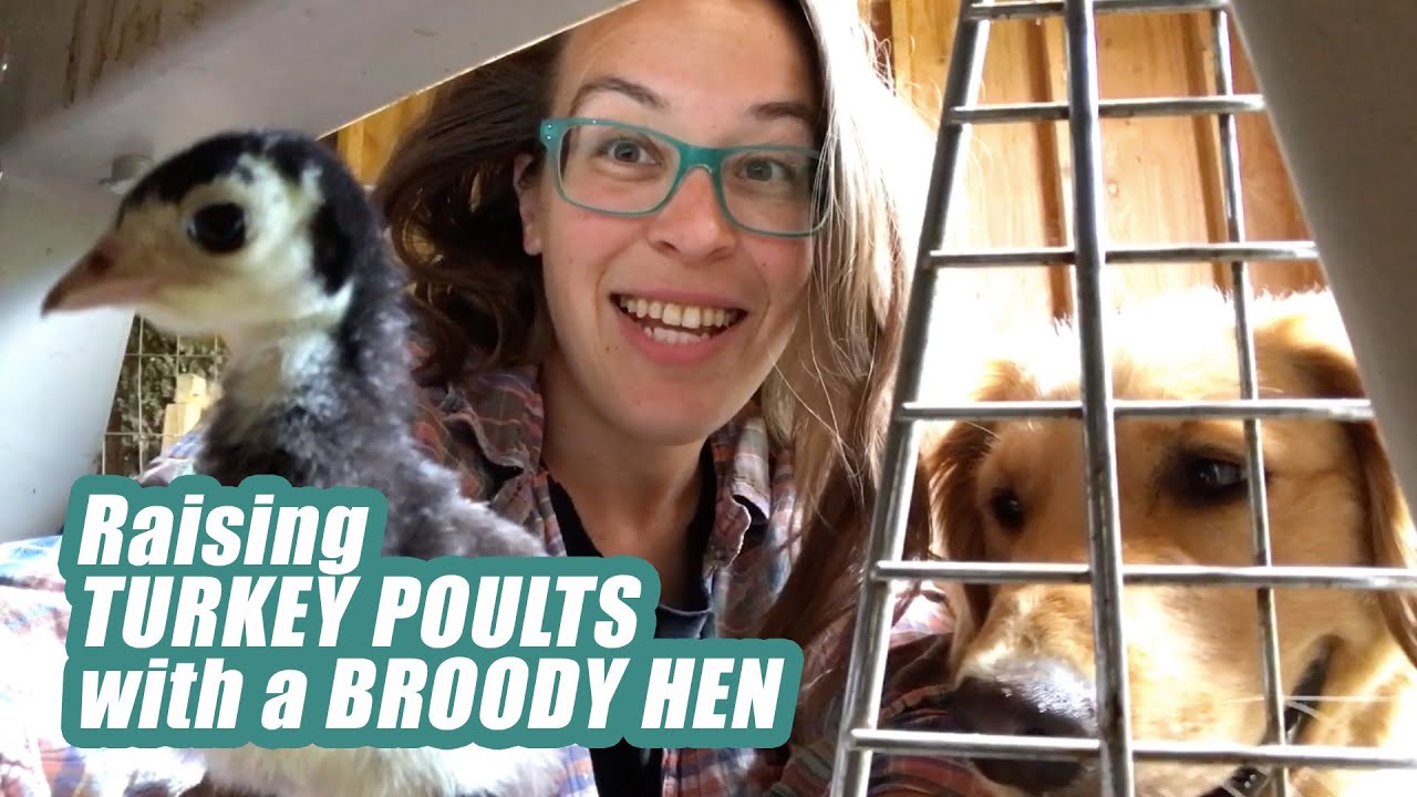 Raising Turkey Poults with a Broody Hen