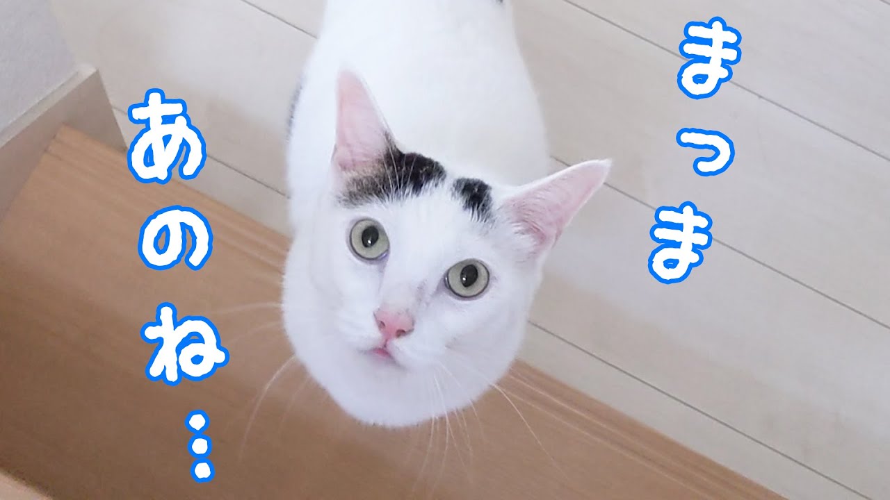 お喋り猫はママに何か言いたいことがあるようです