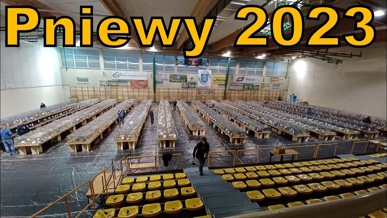 Wystawa królików rasowych Pniewy 2023