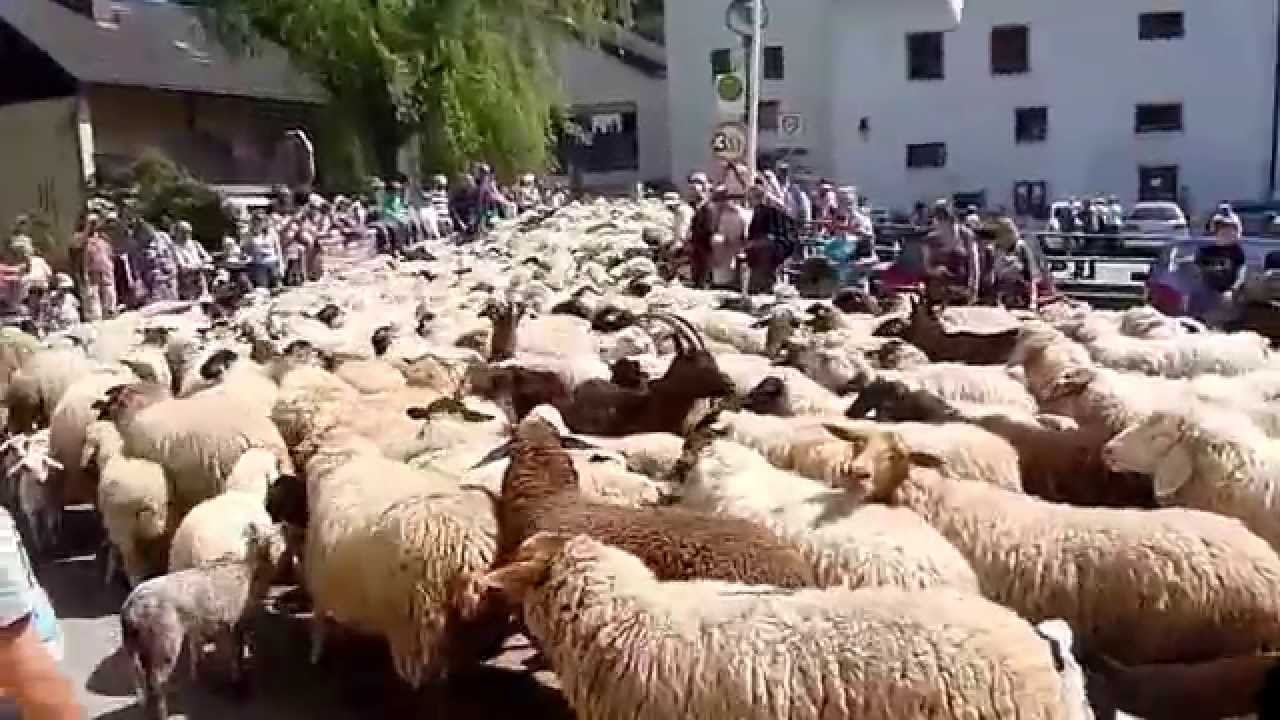 Altm&uuml;hltaler Lamm-Auftrieb im Markt M&ouml;rnsheim 2012, Teil 1
