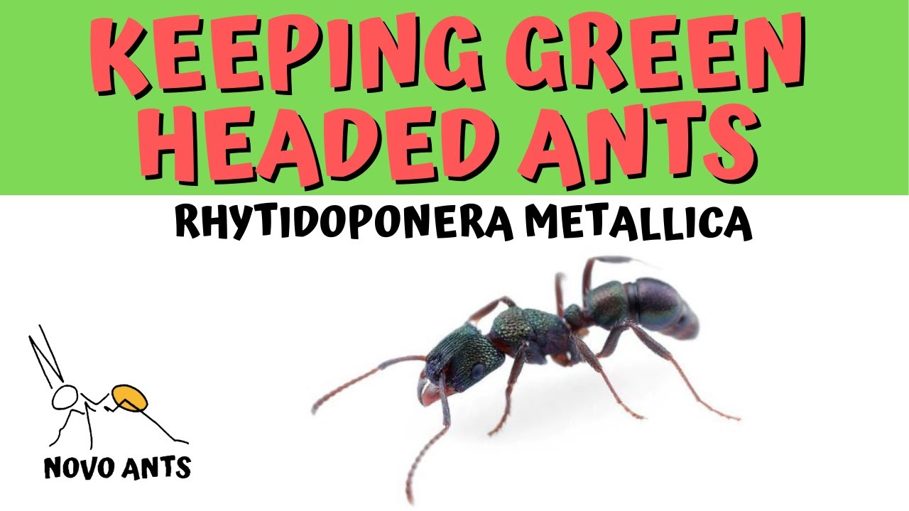 Keeping Green Headed Ants - Rhytidoponera metallica - NOVO ANTS