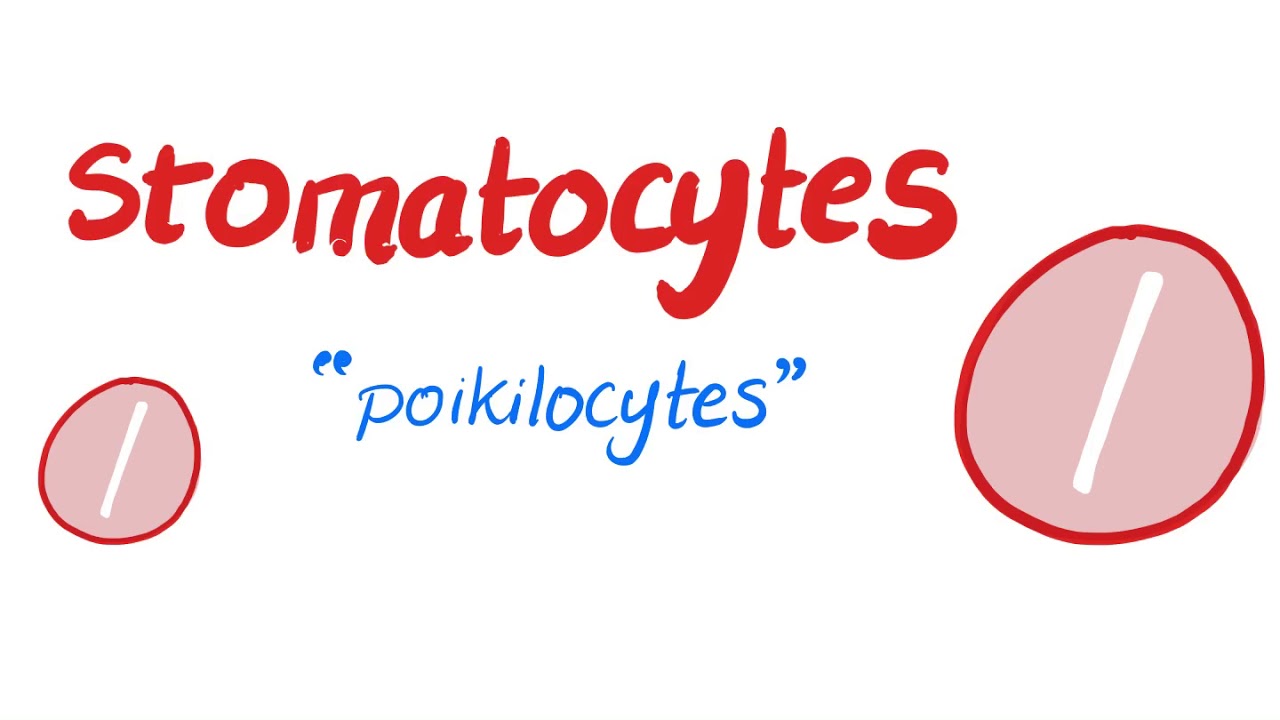 Stomatocytes