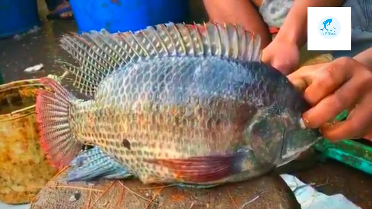 Live Tilapia Fish Cutting Skills In Bangladesh Fish Market | tr fishing