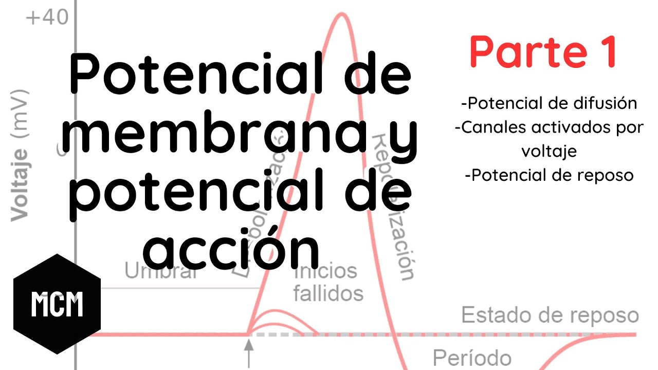 Potencial de membrana y potencial de acción Parte I | Medicina con Moore