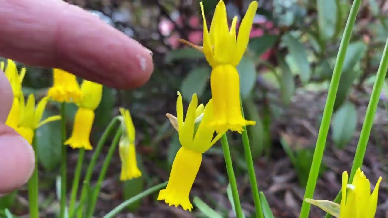 Our top 3 miniature and early flowering daffodils / Narcissi 2023 #plant #best #daffodils #bulb