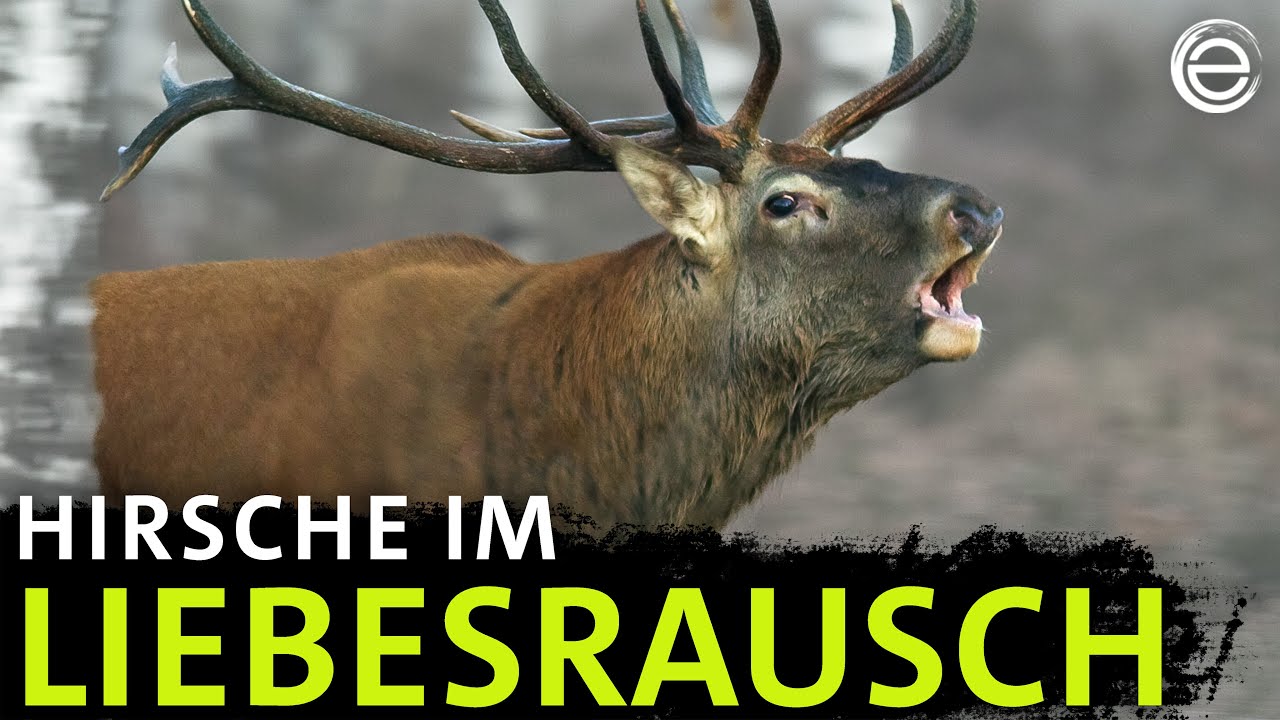 Wenn es aus dem Wald röhrt – Rothirsche in der Paarungszeit | Erlebnis Erde
