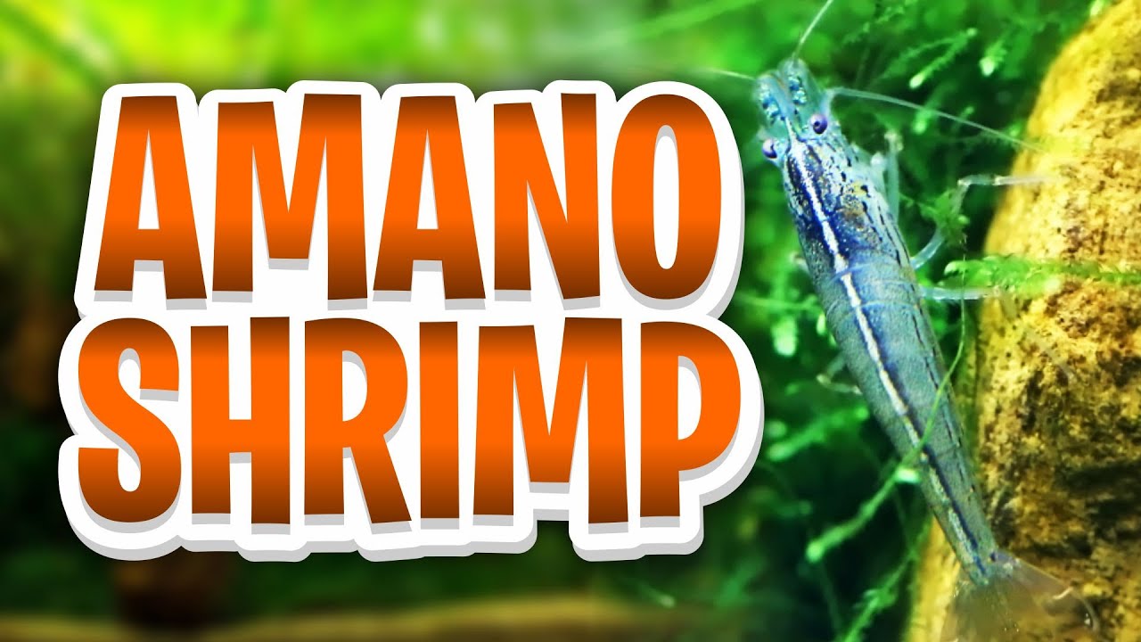 Amano Shrimp Care Guide — How To Care For The Best Algae Eater In The Hobby!