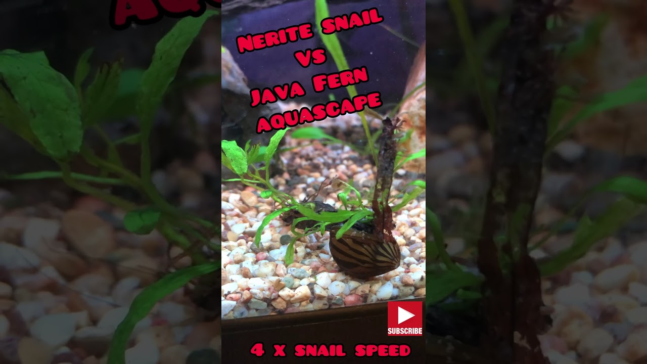 Nerite Snail vs Java Fern | SL30 #Shorts | SL30 Aquatics