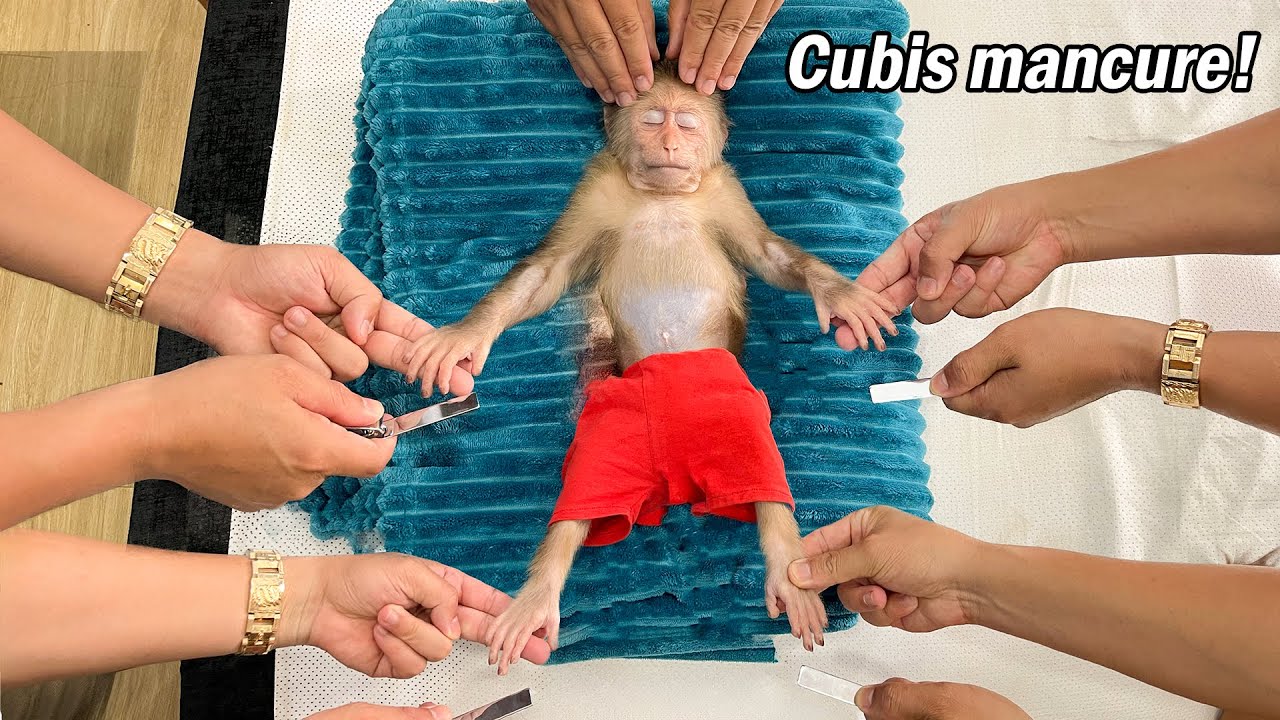 Cubis Goes to the Spa! Professional Monkey Manicure! 💅🐒
