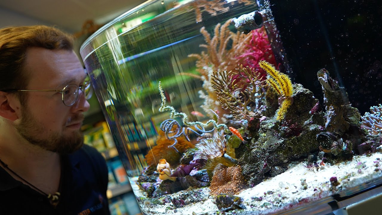 This Reef Aquarium is epic! 4k
