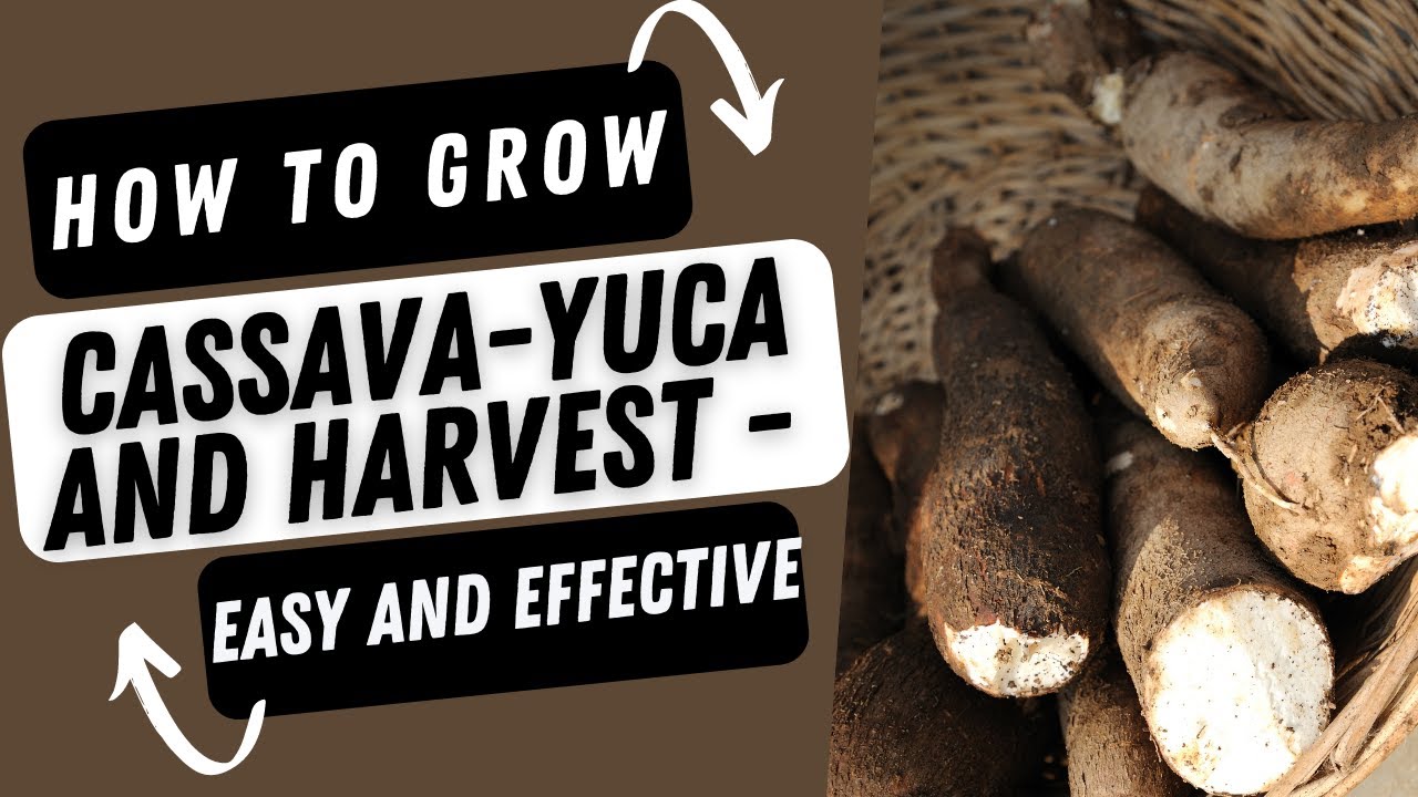 How to Grow Cassava And Harvest - Easy and Effective | Florida Food Forest