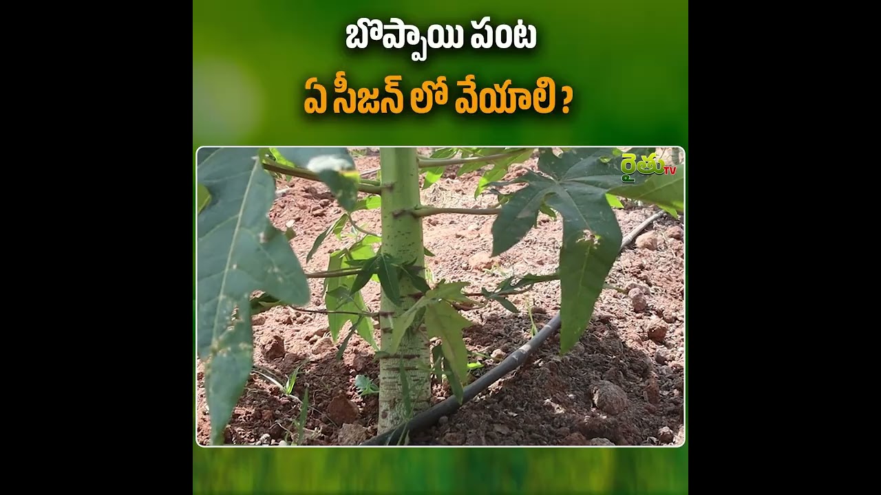 బొప్పాయి పంట ఏ సీజన్ లో వేయాలి ? #papayafruit #papaya #papayafarming