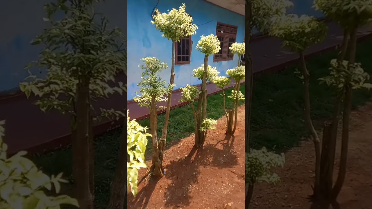 Bonsai Anting Putri Tanaman Hias Pohon Bonsai Anting Putri #tukangtaman#desaintaman #shorts