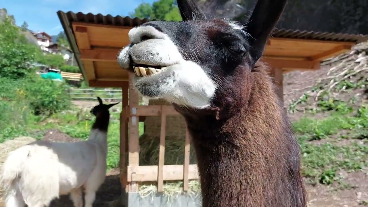 Amico Friz... Attivit&agrave; con Lama ed Alpaca a Cavalese Trentino - Valfiemme Tourist Card
