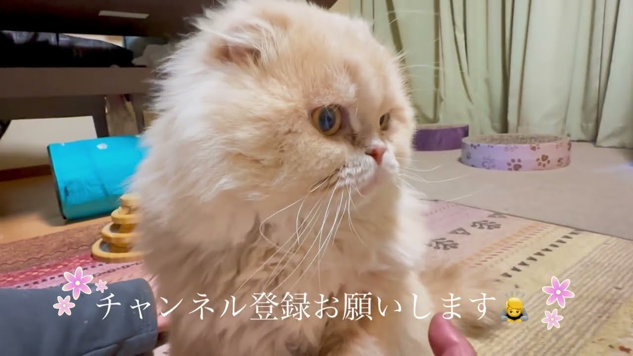 微妙な距離をとって遊ぶ愛猫#cat #ねこ動画 #スコテツシユフォールド #ねこ好き #ねこ 
