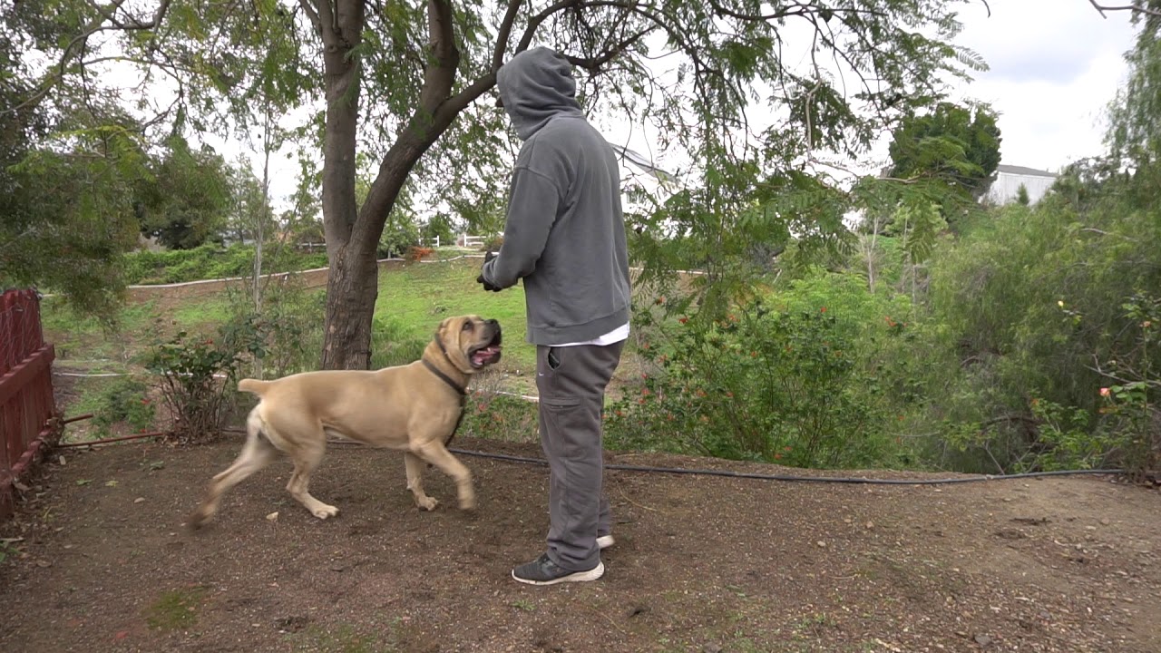 Teaching my dog to bark while looking forward and not at me.