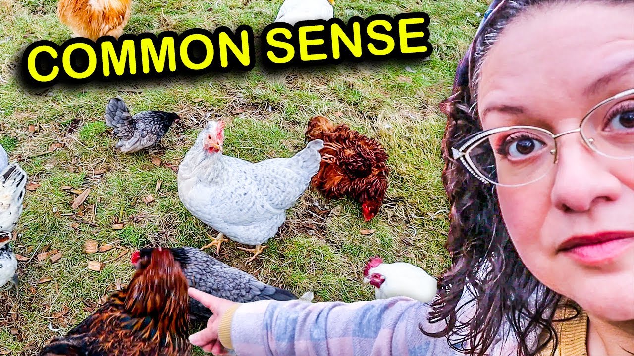 Backyard Chicken Advice No One Tells You (but it&rsquo;s SO important!)