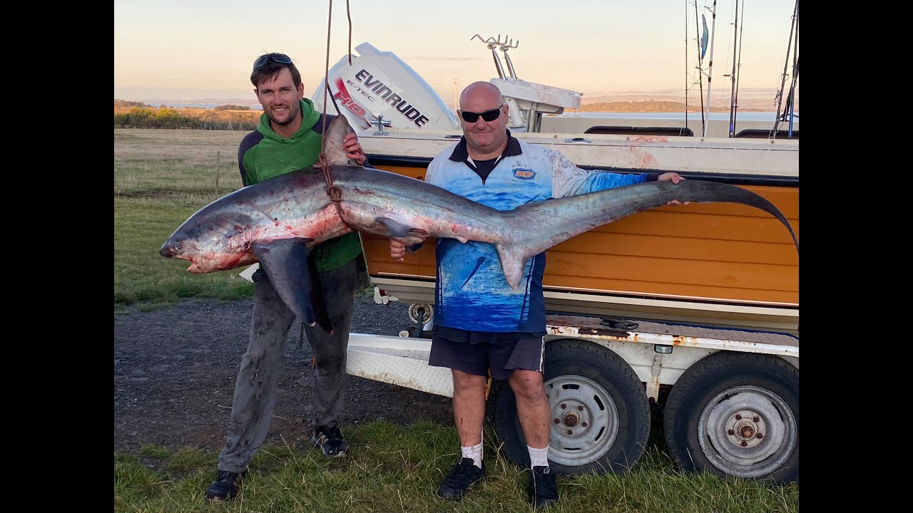 Insane shark fishing Phillip Island, Victoria. 3 species in one day! MUST WATCH ACTION!!