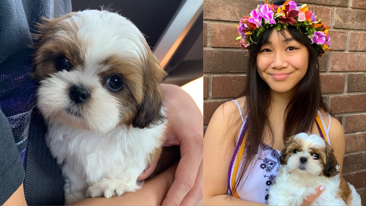 I GOT A PUPPY! (8 week old shihtzu)